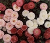 Bellis Perennis Carpet Mix