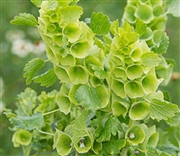 Moluccella Irish Green Bells