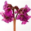 Bergenia Shoeshine Rose