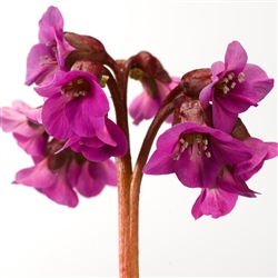 Bergenia Shoeshine Rose