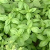 Basil Aroma 2