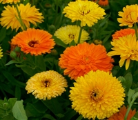 Calendula Pacific Beauty Mix