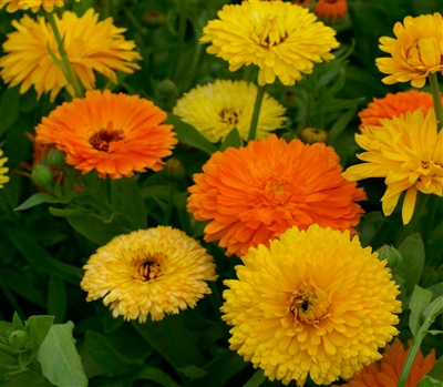 Calendula Pacific Beauty Mix