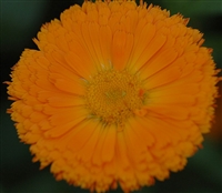 Calendula Nakayasu Orange