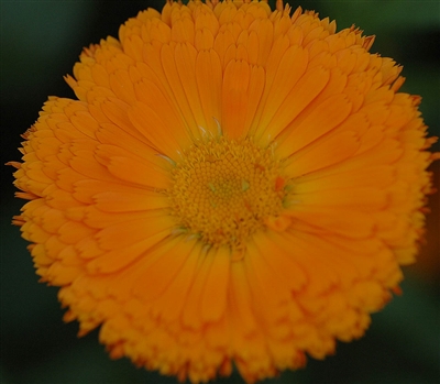 Calendula Nakayasu Orange