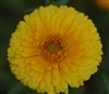 Calendula Nakayasu Golden