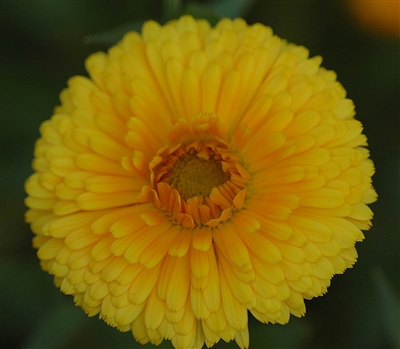 Calendula Nakayasu Golden