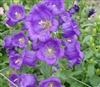 Campanula Champagne Blue  Pell