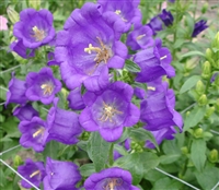 Campanula Champagne Blue  Pell