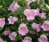 Campanula Champagne Pink Pell