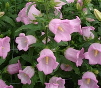 Campanula Champagne Pink Pell