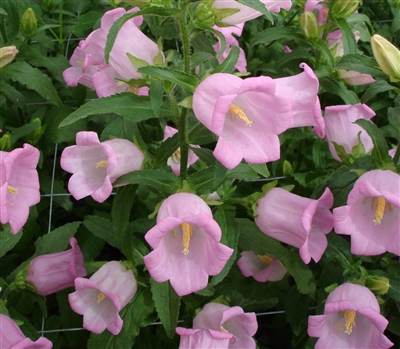 Campanula Champagne Pink Pell