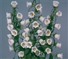 Campanula Champagne White Pell