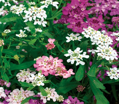 Candytuft Dwarf Fairy Mix