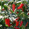 Capsicum Apache F1