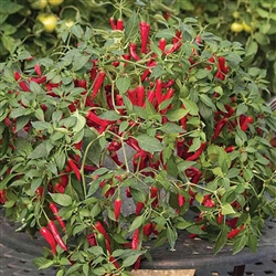 Capsicum Cayenetta