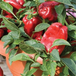 Capsicum Redskin F1