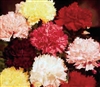 Carnation Chabaud Mix