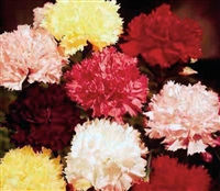 Carnation Chabaud Mix