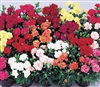 Carnation Lillipot Mix