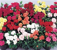 Carnation Lillipot Mix