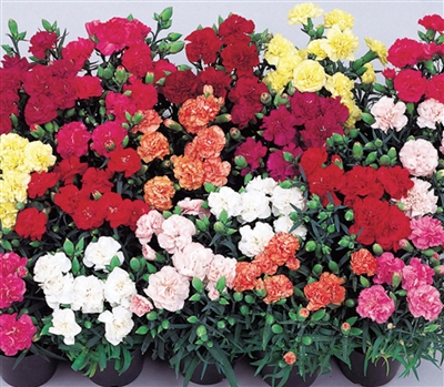 Carnation Lillipot Mix