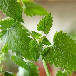Catnip (Nepeta cataria)