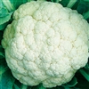 Cauliflower Cloud F1