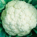 Cauliflower Cloud F1