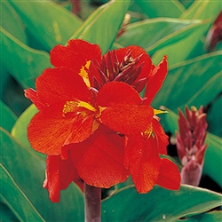 Canna Tropical Red