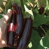 Eggplant Mini Lebanese