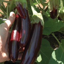 Eggplant Mini Lebanese