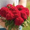 Celosia Chief Carmine