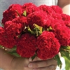 Celosia Chief Fire