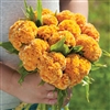 Celosia Chief Gold