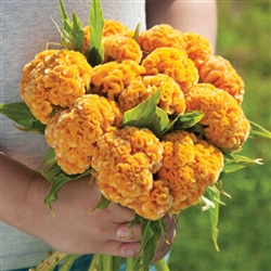 Celosia Chief Gold