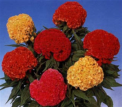 Celosia Chief Mix