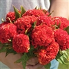 Celosia Chief Persimmon