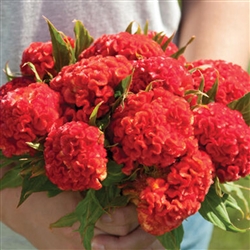 Celosia Chief Persimmon