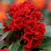 Celosia Chief Red