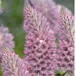 Ptilotus Joey