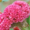 Celosia Chief Rose