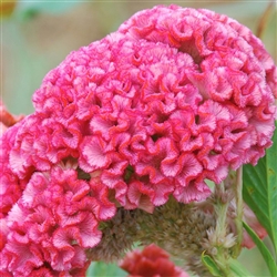 Celosia Chief Rose