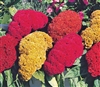 Celosia Coral Gardens Mix