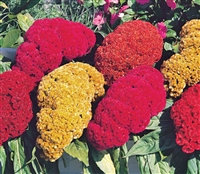 Celosia Coral Gardens Mix