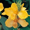 Canna Tropical Yellow