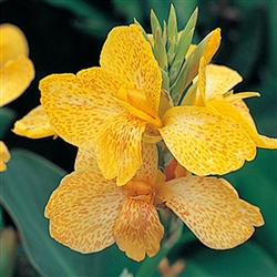 Canna Tropical Yellow