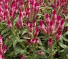 Celosia Parfait Ruby