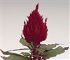 Celosia Fresh Look Red
