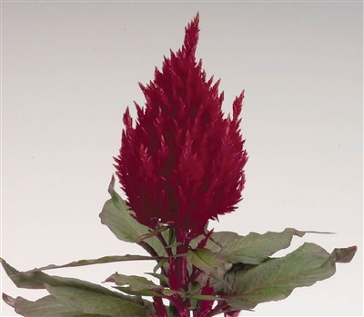 Celosia Fresh Look Red